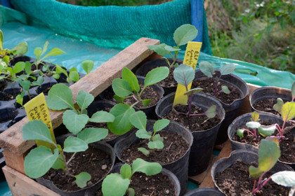 Se entregarán plantines de verdura Se entregarán plantines de verdura