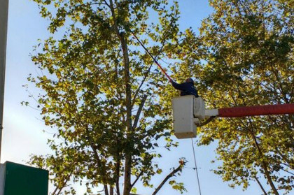 Obras Públicas: Se realizarán trabajos de poda correctiva en la Plaza Principal Obras Públicas: Se realizarán trabajos de poda correctiva en la Plaza Principal