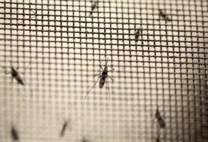 Confirman que un bebé murió de zika en Tucumán Confirman que un bebé murió de zika en Tucumán