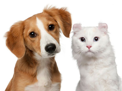 Colegio de Veterinarios: Tenencia Responsable. Alergias en perros y gatos Colegio de Veterinarios: Tenencia Responsable. Alergias en perros y gatos