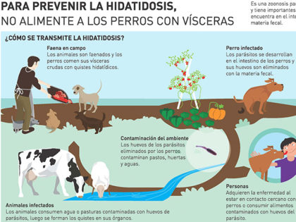 ZOONOSIS: Para cortar el ciclo de la hidatidosis no alimentemos a los perros con vísceras crudas ZOONOSIS: Para cortar el ciclo de la hidatidosis no alimentemos a los perros con vísceras crudas