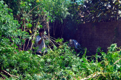 Limpieza y desmalezamiento de terrenos baldíos Limpieza y desmalezamiento de terrenos baldíos