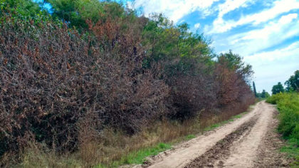 Continúa la fumigación para el control del acacio negro Continúa la fumigación para el control del acacio negro