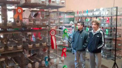 Muestra de canarios Muestra de canarios