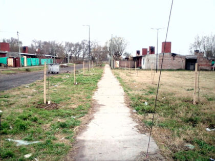 Continúa la colocación de los árboles traídos del Parque Pereyra Iraola Continúa la colocación de los árboles traídos del Parque Pereyra Iraola
