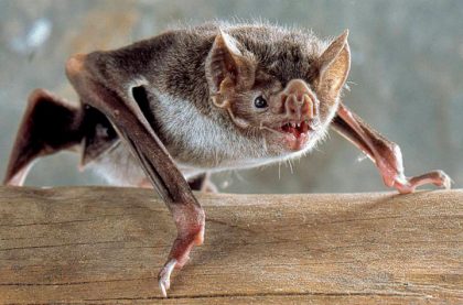CAZMA: Se confirmó un caso de rabia positiva en un murciélago CAZMA: Se confirmó un caso de rabia positiva en un murciélago